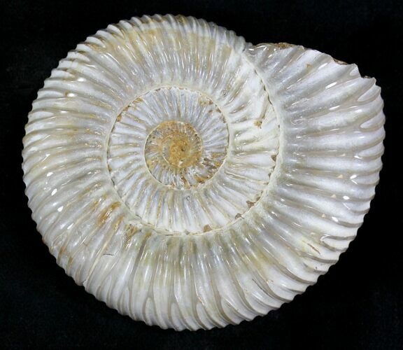 Perisphinctes Ammonite - Jurassic #22819